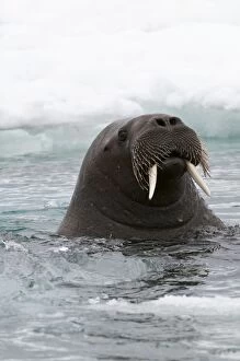 Walrus - In sea - close up of head