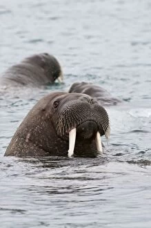 Walrus - In sea - close up of head - two animals beyond