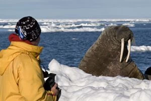 Walrus - sitting on snow - watched by photographer