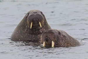 Walrus - swimming group - Svalbard, Norway