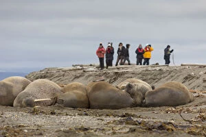 Walrus - tourists taking pictures of walrusses
