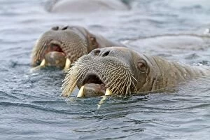 Walrus - in the water