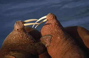 Tusks Prints: Walruses - close-up