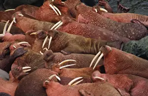 Walruses Prints: Walruses - colony