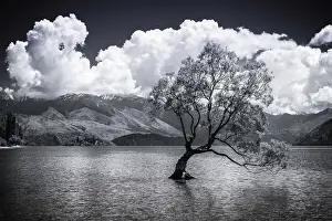 Zealand Prints: The Wanaka tree, Lake Wanaka, Otago, South Island, New Zealand Date: 01-07-2021