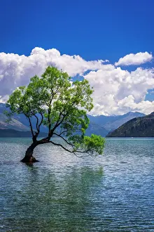 The Wanaka tree, Lake Wanaka, Otago, South Island, New Zealand Date: 01-07-2021