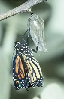 Monarchs Prints: Wanderer Butterfly - Emerged from crysalis. Part of sequence