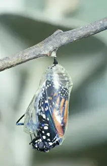 Monarchs Prints: Wanderer Butterfly - Emerging. Part of sequence