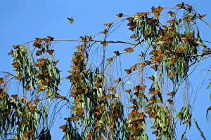 Monarchs Prints: Wanderer / Monarch Butterfly - Winter migration, California, USA JPF30589