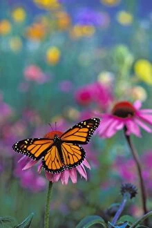 Wanderer / MONARCH / Milkweed Butterfly - on coneflower in field of wildflowers
