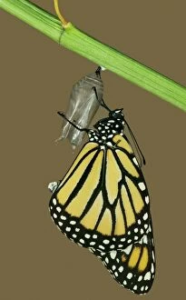 Wanderer / MONARCH / Milkweed Butterfly - Hatching sequence 6 of 6