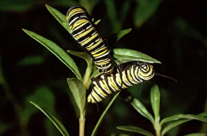 Butterflies Collection: Wanderer / Monarch / Milkweed Butterfly - caterpillar