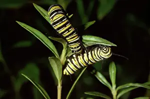 Monarch Prints: Wanderer / Monarch / Milkweed Butterfly - caterpillar