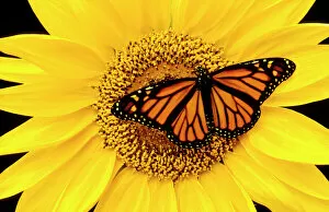 Wanderer / MONARCH / Milkweed Butterfly - female, on Sunflower (Helianthus sp.)