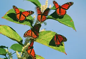 Wanderer / Monarch / Milkweed Butterfly - in migration New Haven, Connecticut, USA