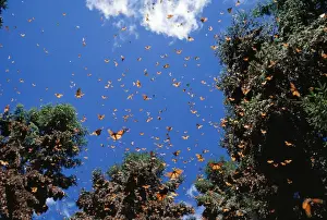 Wanderer / Monarch / Milkweed Butterfly - wintering - Mexico