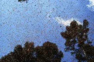 Wanderer / Monarch / Milkweed Butterfly - wintering - Mexico