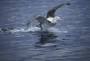 Albatrosses Prints: Wandering Albatros - Sub-adult landing on water