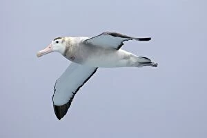 Images Dated 12th January 2008: Wandering Albatross