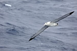 Images Dated 12th January 2008: Wandering Albatross