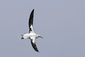 Images Dated 17th January 2008: Wandering Albatross