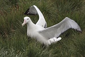 Images Dated 17th January 2008: Wandering Albatross