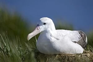 Wandering Albatross - Adult on nest