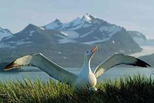 Images Dated 3rd July 2007: Wandering Albatross Albatross Island South Georgia