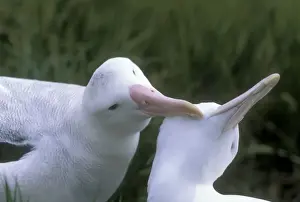 Albatrosses Prints: Wandering Albatross - Breeding pair allopreening