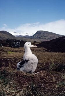 Wandering Albatross - chick at nest
