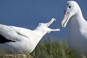 Images Dated 9th January 2008: Wandering Albatross - Courtship