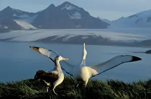 Couples Prints: Wandering Albatross - Courtship display - Albatross Island - South Georgia - Antarctica JPF30636