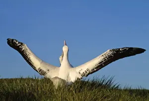 Albatross Prints: Wandering Albatross - courtship - wings outstretched - Albatross Island - South Georgia