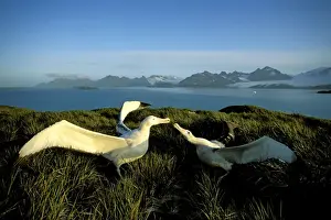 Albatross Prints: Wandering albatross (Diomedea exulans) courtship display