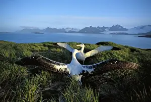 Albatross Prints: Wandering albatross (Diomedea exulans) courtship display