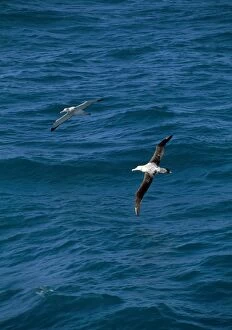Wandering Albatross - in flight