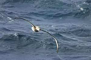 Wandering Albatross - In flight over sea Drake Passage Antarctica BI007196
