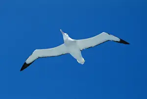 Albatrosses Prints: Wandering albatross - gliding