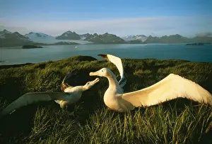 Wandering Albatross JPF 12110 Courtship display, albatross Island, South Georgia. Diomedea exulans © Jean-Paul Ferrero / ARDEA LONDON