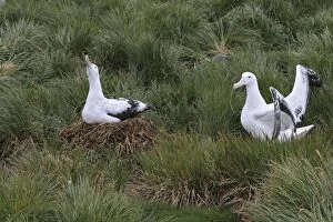 Images Dated 17th January 2008: Wandering Albatross - at nest