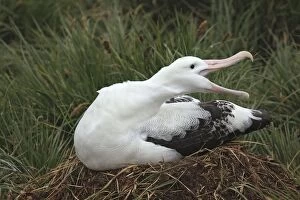 Images Dated 17th January 2008: Wandering Albatross - on nest