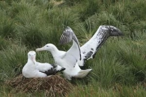 Images Dated 17th January 2008: Wandering Albatross - at nest - Prion Island