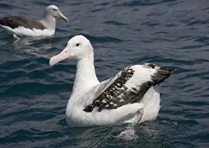 Wandering albatross; off South Island, New Zealand
