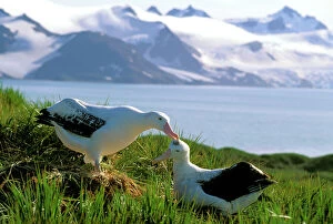 Wandering Albatross - Pair preening (part of courtship behaviour)