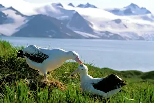 Feather Prints: Wandering Albatross - Pair preening (part of courtship behaviour)
