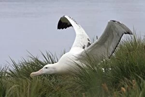 Images Dated 17th January 2008: Wandering Albatross - Prion Island