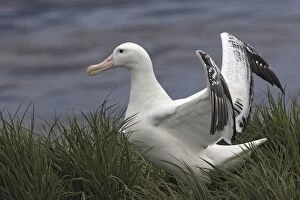 Images Dated 17th January 2008: Wandering Albatross - Prion Island