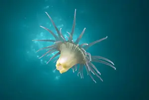 New South Wales Prints: A Wandering anemone - usually attach themselves in large numbers to Sea whips or Gorgonian sea fans