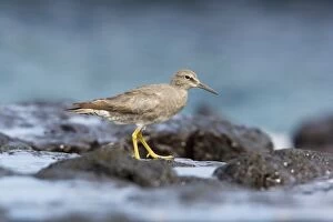 Images Dated 20th November 2007: Wandering Tatler (Heteroscelus incanus), in winter plumage, feeding on rocky shore, Galapagos