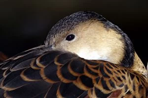 Images Dated 2nd May 2005: Wandering whistle-duck (Dendrocygna arcuata) Port Douglas, Queensland, Australia Captive specimen